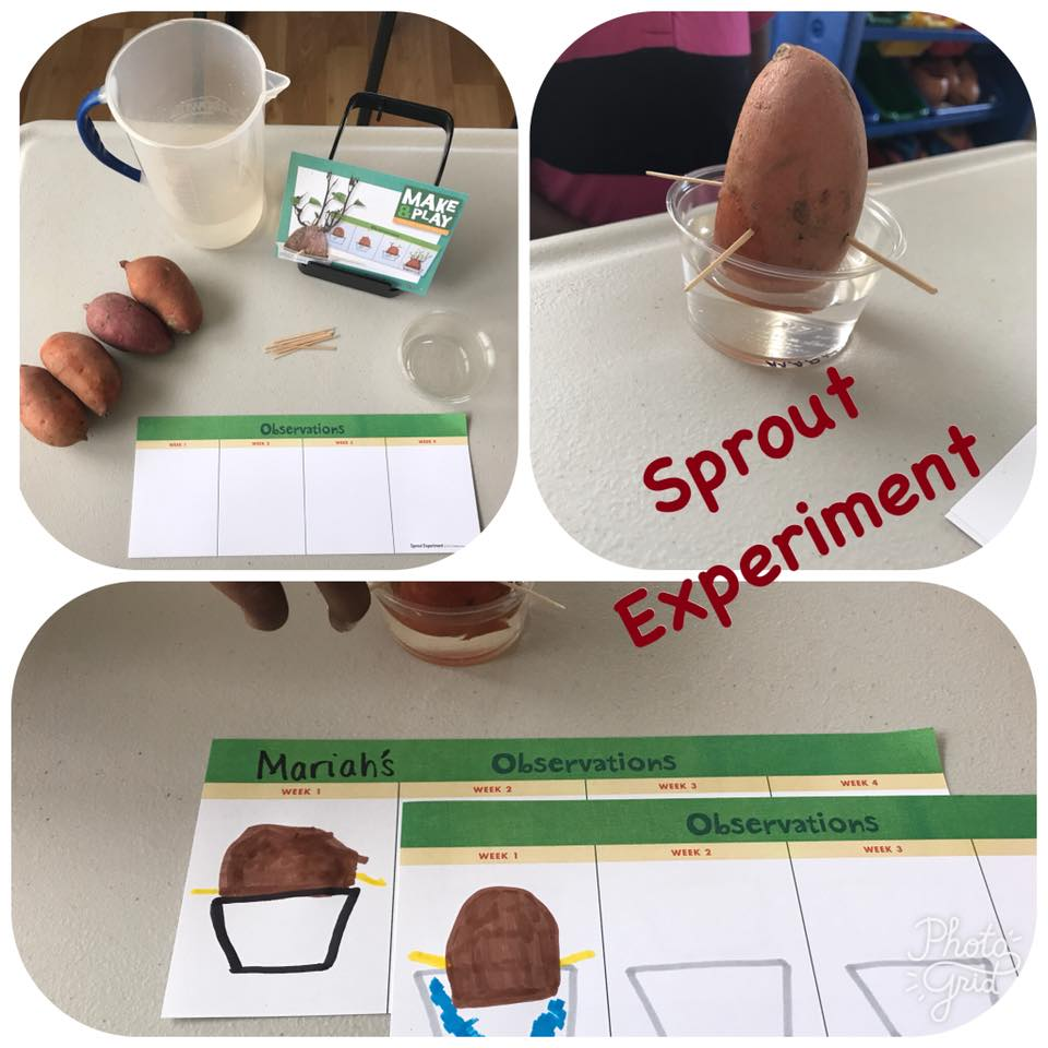 Sweet potato sprout experiment with observation worksheets